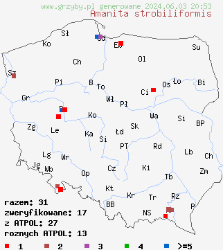 znaleziska Amanita strobiliformis (muchomor szyszkowaty) na terenie Polski