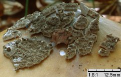 Amanita ceciliae (muchomor złotawy)