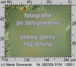 Stropharia coronilla (pierścieniak murawowy)