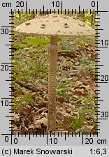 Macrolepiota procera (czubajka kania)