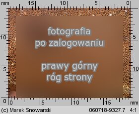 Fomitiporia hartigii (czyreń jodłowy)