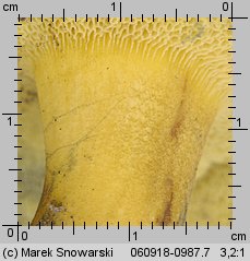 Cyanoboletus pulverulentus (sinoborowik klinowotrzonowy)