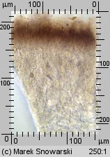 Exidia glandulosa (kisielnica trzoneczkowa)