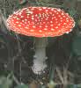 Amanita muscaria (muchomor czerwony)