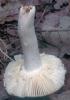 Russula amoenolens (gołąbek przyjemny)