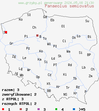 znaleziska Panaeolus semiovatus (kołpaczek blady) na terenie Polski