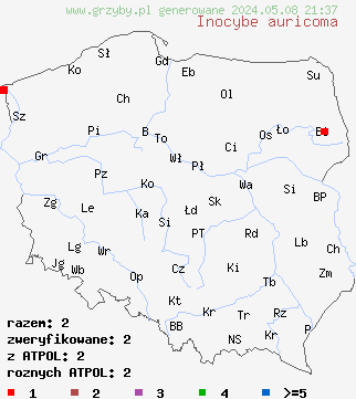 znaleziska Inocybe auricoma (strzępiak złotowłosy) na terenie Polski