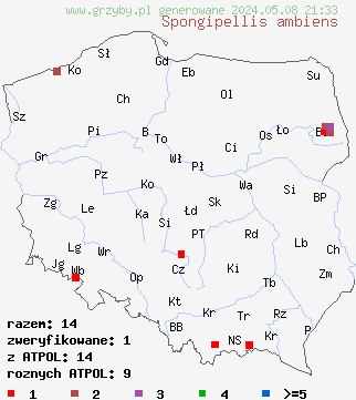 znaleziska Spongipellis ambiens (gąbkowiec północny) na terenie Polski
