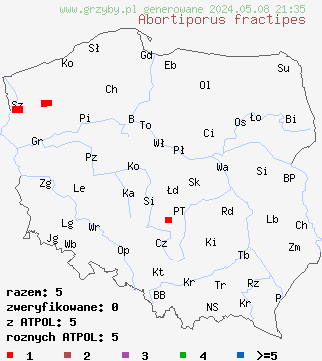 znaleziska Abortiporus fractipes (różnoporek drobnopory) na terenie Polski