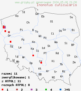 znaleziska Inonotus cuticularis (błyskoporek skórzasty) na terenie Polski