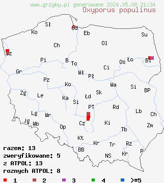 znaleziska Oxyporus populinus (napień omszony) na terenie Polski