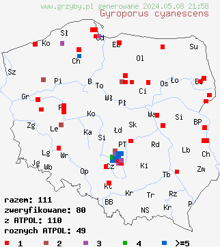 znaleziska Gyroporus cyanescens (piaskowiec modrzak) na terenie Polski