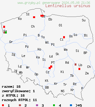 znaleziska Lentinellus ursinus (twardówka filcowata) na terenie Polski