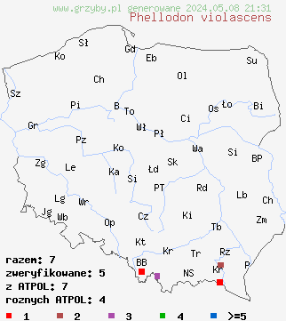 znaleziska Phellodon violascens (kolcownica świerkowa) na terenie Polski
