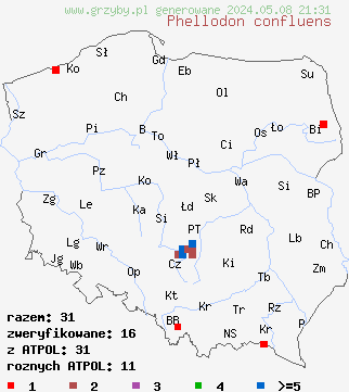znaleziska Phellodon confluens (korkoząb pozrastany) na terenie Polski
