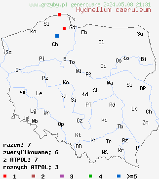 znaleziska Hydnellum caeruleum (kolczakówka niebieskawa) na terenie Polski
