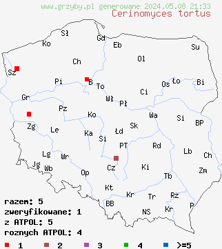 znaleziska Cerinomyces tortus (łzawnik zielonawy) na terenie Polski