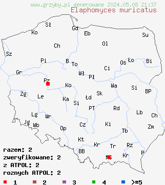 znaleziska Elaphomyces muricatus (jeleniak nastroszony) na terenie Polski