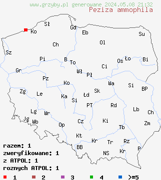 znaleziska Peziza ammophila (kustrzebka piaskowa) na terenie Polski