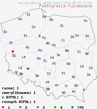 znaleziska Psathyrella fulvescens (kruchaweczka żółknąca) na terenie Polski
