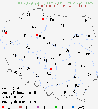 znaleziska Marasmiellus vaillantii (twardziaczek bruzdkowany) na terenie Polski