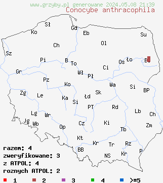 znaleziska Conocybe anthracophila (stożkówka węglolubna) na terenie Polski