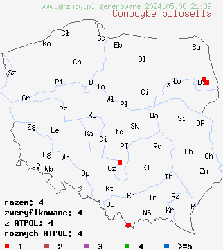 znaleziska Conocybe pilosella (stożkówka zamszowata) na terenie Polski