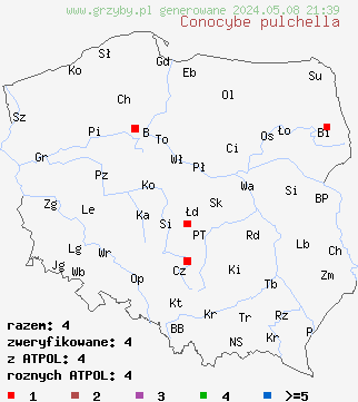 znaleziska Conocybe pulchella (stożkówka kosmatotrzonowa) na terenie Polski