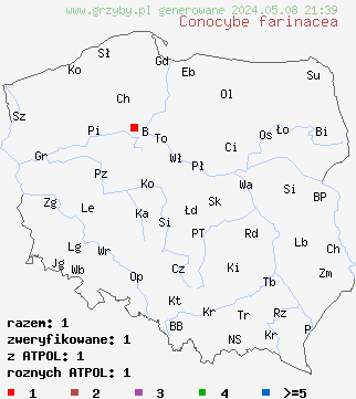 znaleziska Conocybe farinacea (stożkówka mączysta) na terenie Polski