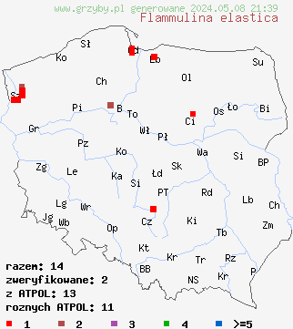 znaleziska Flammulina elastica (płomiennica sprężysta) na terenie Polski