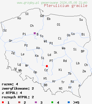 znaleziska Pterulicium gracile (piórniczka wysmukła) na terenie Polski