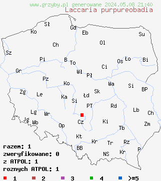 znaleziska Laccaria purpureobadia (lakówka purpurowobrązowa) na terenie Polski