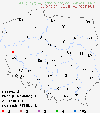 znaleziska Cuphophyllus virgineus (kopułka śnieżna) na terenie Polski
