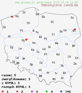 znaleziska Hemimycena candida (białogrzybówka żywokostowa) na terenie Polski