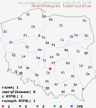 znaleziska Akanthomyces tuberculatus na terenie Polski