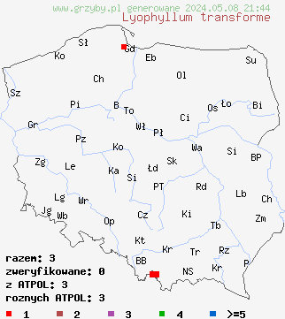 znaleziska Lyophyllum transforme (kępkowiec trójkątnozarodnikowy) na terenie Polski