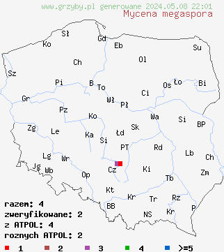znaleziska Mycena megaspora (grzybówka wielkozarodnikowa) na terenie Polski