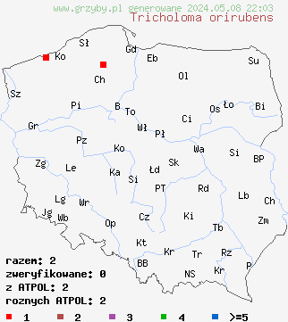 znaleziska Tricholoma orirubens (gąska czerwieniejąca) na terenie Polski