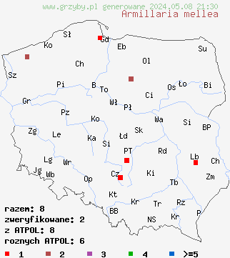 znaleziska Armillaria mellea (opieńka miodowa właściwa) na terenie Polski