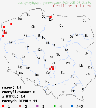 znaleziska Armillaria lutea (opieńka żółtawa) na terenie Polski