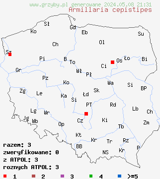 znaleziska Armillaria cepistipes (opieńka cebulotrzonowa) na terenie Polski