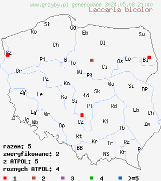 znaleziska Laccaria bicolor (lakówka dwubarwna) na terenie Polski