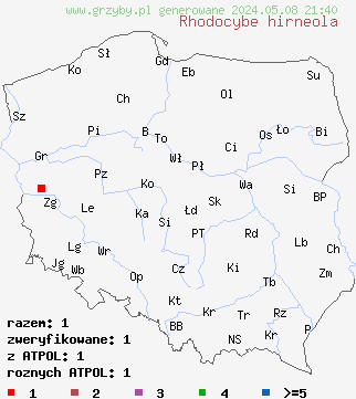 znaleziska Rhodocybe hirneola (rumieniak pępówkowaty) na terenie Polski