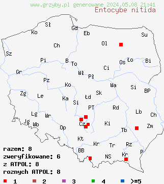 znaleziska Entocybe nitida (dzwonkówka niebieskawa) na terenie Polski