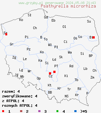 znaleziska Psathyrella microrhiza (kruchaweczka krótkokorzeniasta) na terenie Polski