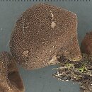 Lycoperdon umbrinum (purchawka brunatna)