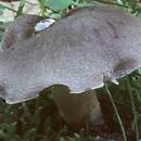 Tricholoma terreum (gąska ziemistoblaszkowa)