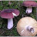 Russula sect. Polychromae ssect. Urentes