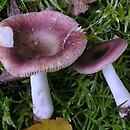 Russula versicolor (gołąbek różnobarwny)