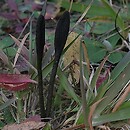 Geoglossum fallax (ziemioziorek jasnoparafizowy)